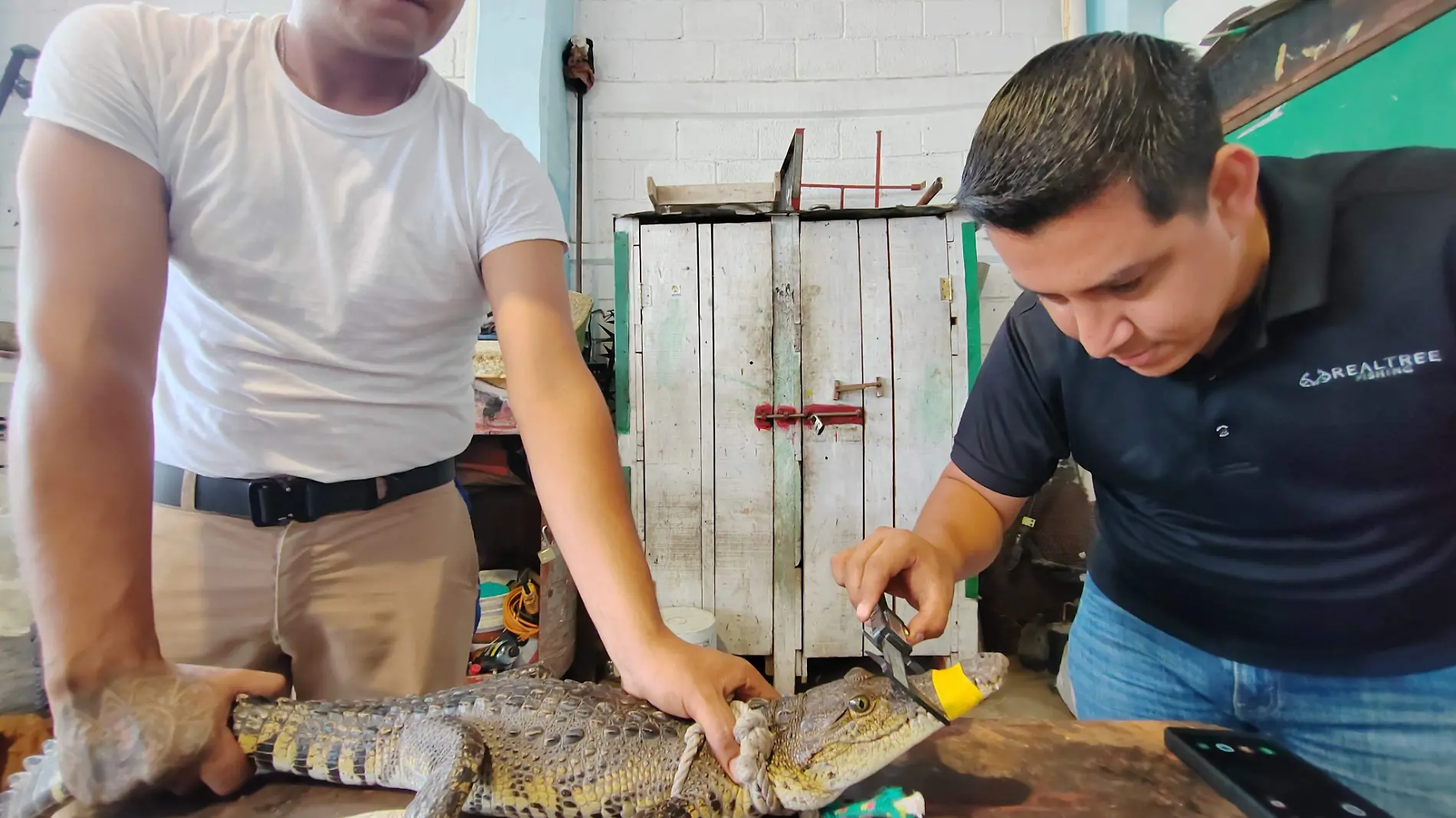 Anuncian censo de cocodrilos y creación de unidades de manejo en Tamaulipas 